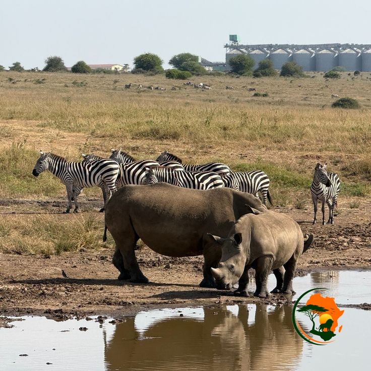 Nairobi National Park | Giraffe Centre | David Sheldrick Elephant Orphanage | City Skyline Safari