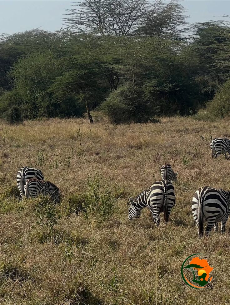 Full-Day Serengeti Exploration