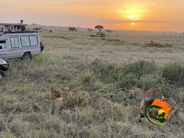 Serengeti Deep Immersion Safari