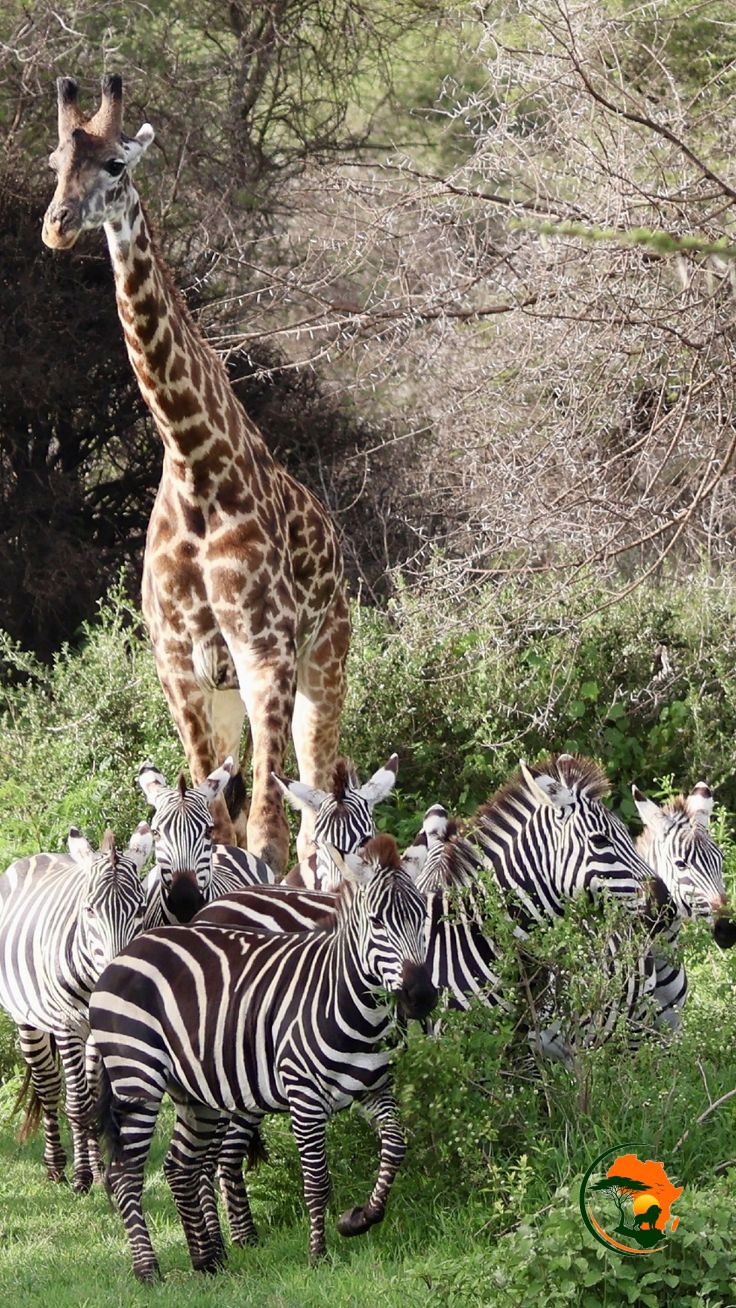 Ngorongoro Crater Safari