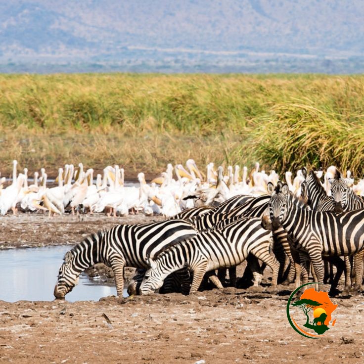 Lake Manyara  Safari Experience