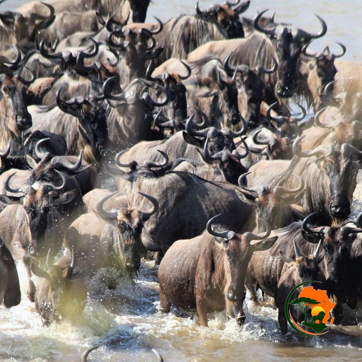 Serengeti National Park – Scenic Drive & Luxury Arrival