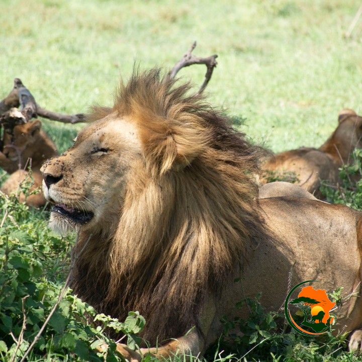 Private Serengeti Full-Day Safari