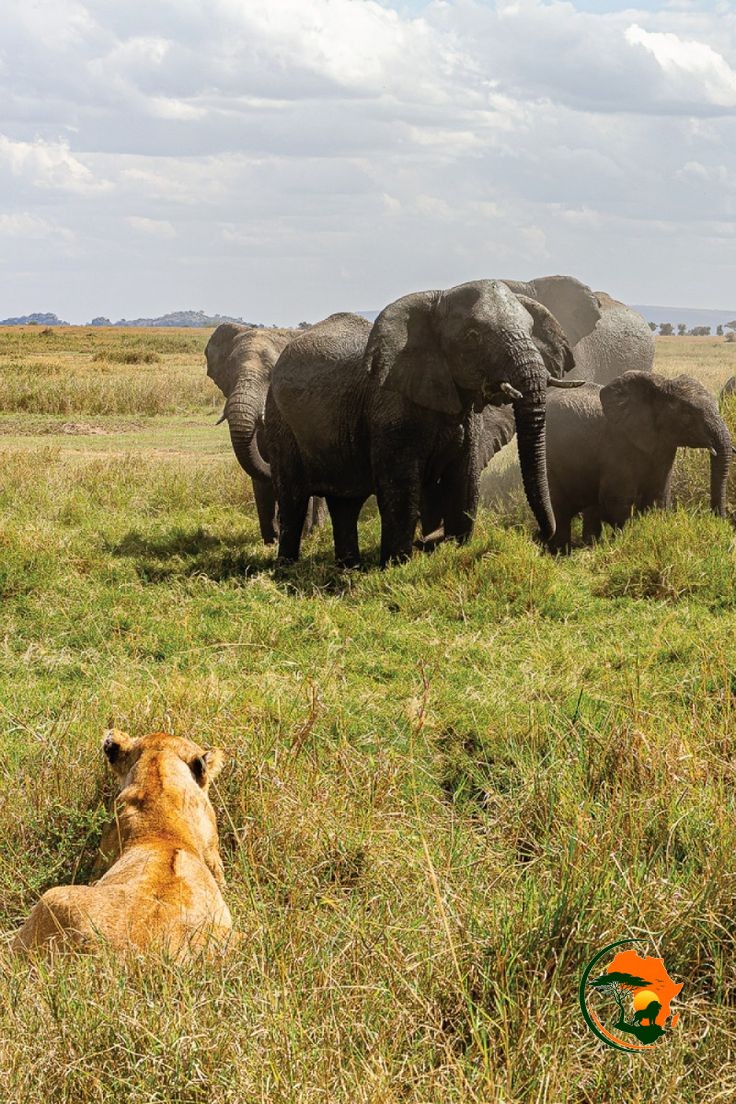 Serengeti Sunrise & Exclusive Exploration
