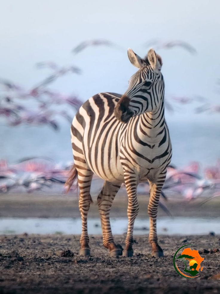 Ngorongoro Crater Private Safari