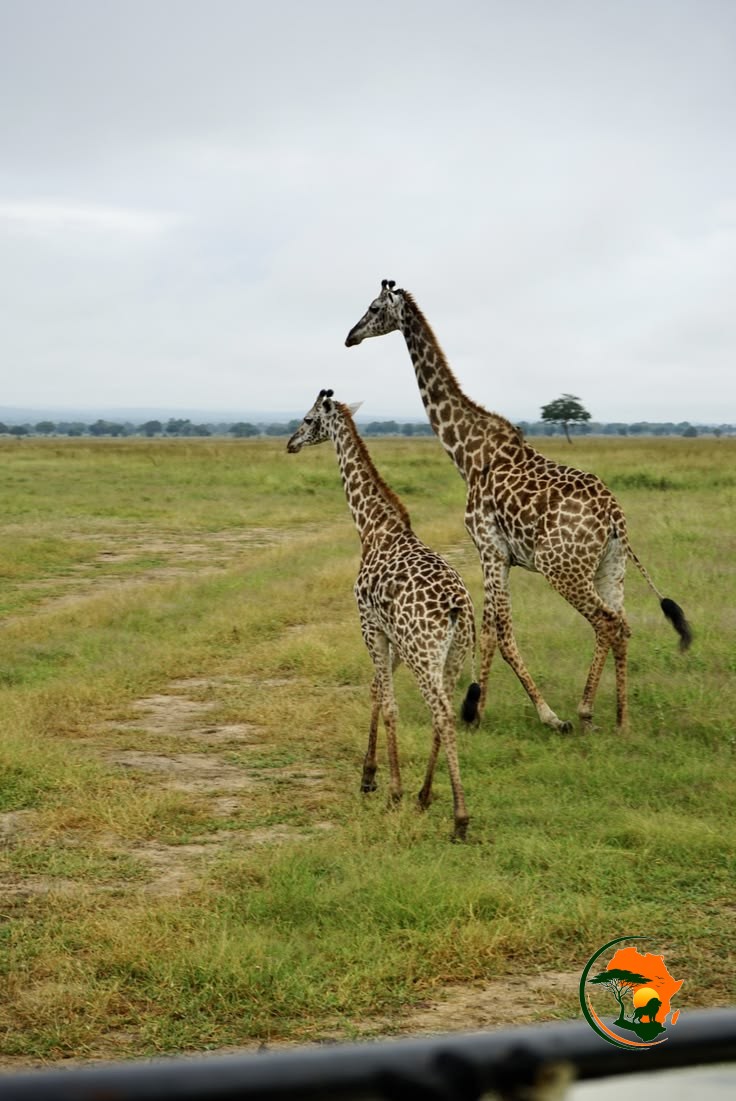 Full-Day Mikumi Safari Experience