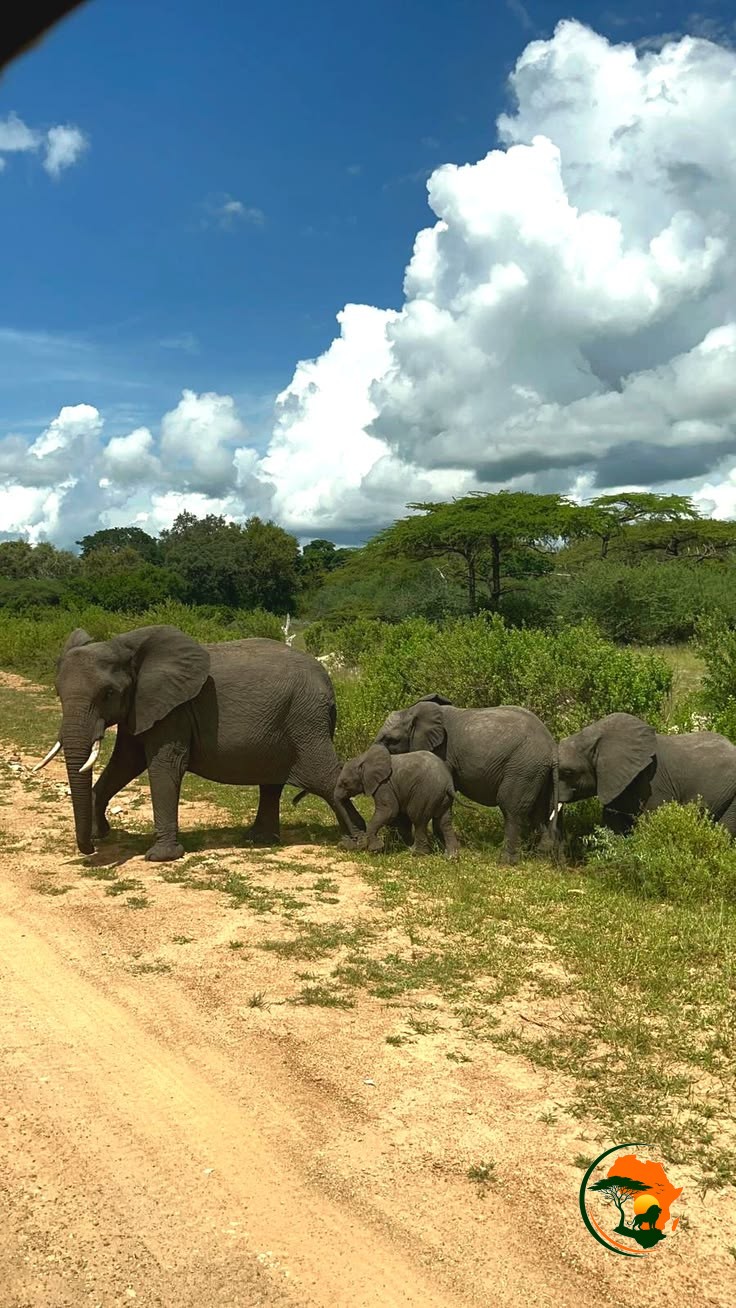 Morning Safari – Transfer to Zanzibar
