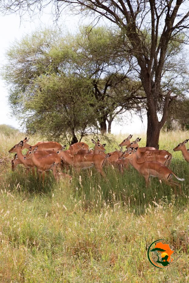 Arusha – Tarangire National Park