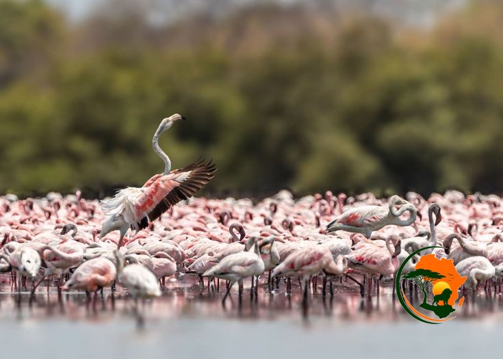 Lake Manyara National Park Experience