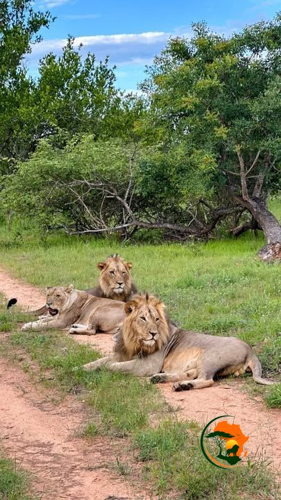 Full Serengeti Exploration