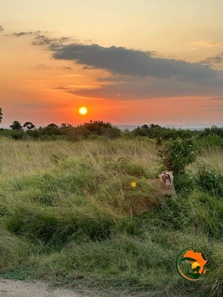 Serengeti Sunrise Safari