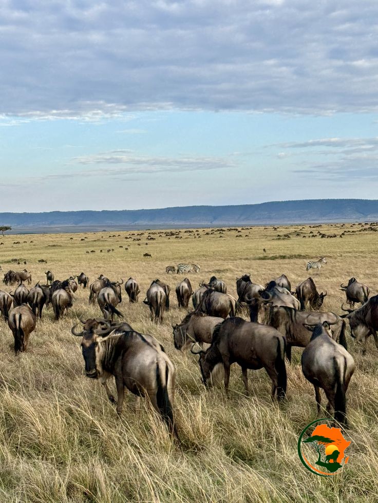 Maasai Mara – Serengeti National Park (Northern Corridor Entry)