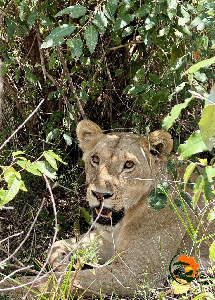 Full-Day Serengeti Safari Experience