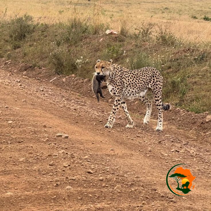 Serengeti – Ngorongoro Conservation Area