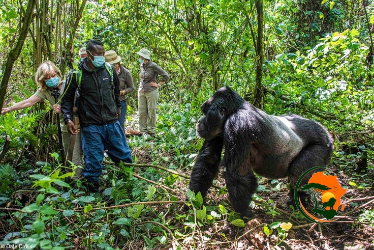 Bwindi Gorilla Trekking Experience