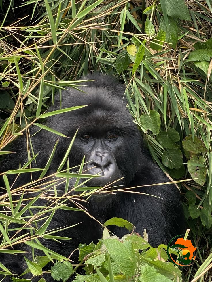 Arrival in Kigali – Transfer to Volcanoes National Park