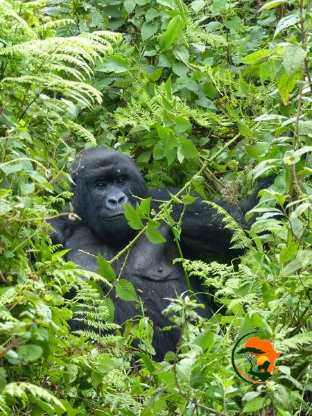 Gorilla Trekking Experience – Volcanoes National Park