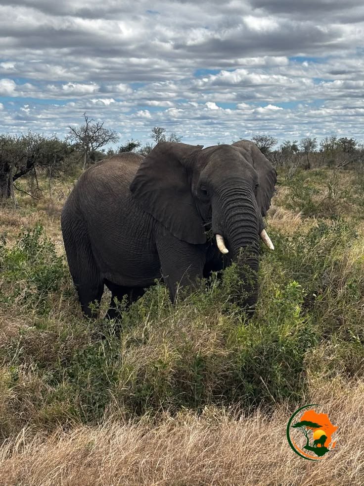 After an early morning delicious breakfast treat, drive to Queen Elizabeth National Park that’s blessed with a lot of beauties the lakes, forest, savannah grassland as well as wetlands. We will entre through the Ishasha sector famed for its rare tree climbing lions and if lucky we will see these rare species then head on to the northern side of the park where we will rest the night. Have dinner and sleep over at Mweya Safari Lodge or Engazi lodge (luxury)or Marafiki Safari Lodge (mid-range) or The Bush lodge(budget).