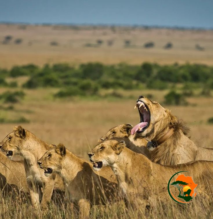 3-Day Maasai Mara Safari