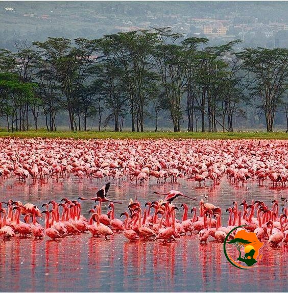 9 Days Aberdare, Sweetwaters (Ol Pejeta), Lake Nakuru, Lake Naivasha & Maasai Mara Safari – Kenya 