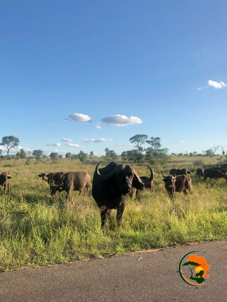  7 Days Northern Kenya Safari – Samburu, Buffalo Springs & Shaba 