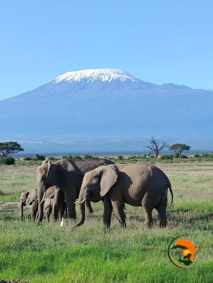 4 Days Amboseli & Tsavo Safari – Kenya (Nairobi & Coastal Beach Route)