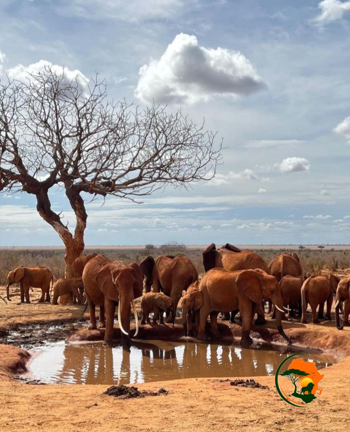 4 Days Tsavo & Taita Hills Safari 