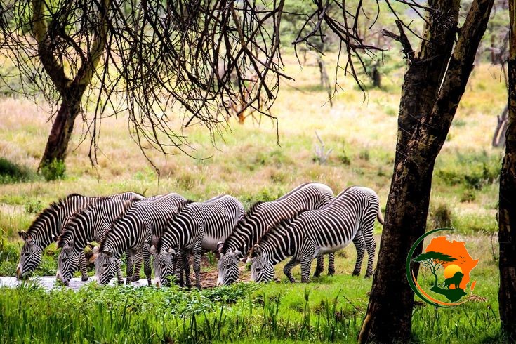 3 Days Samburu Adventure Safari – Kenya