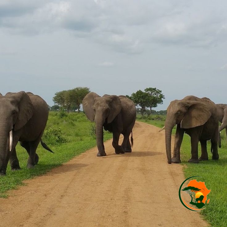 2 Days Mikumi Safari from Zanzibar – Tanzania