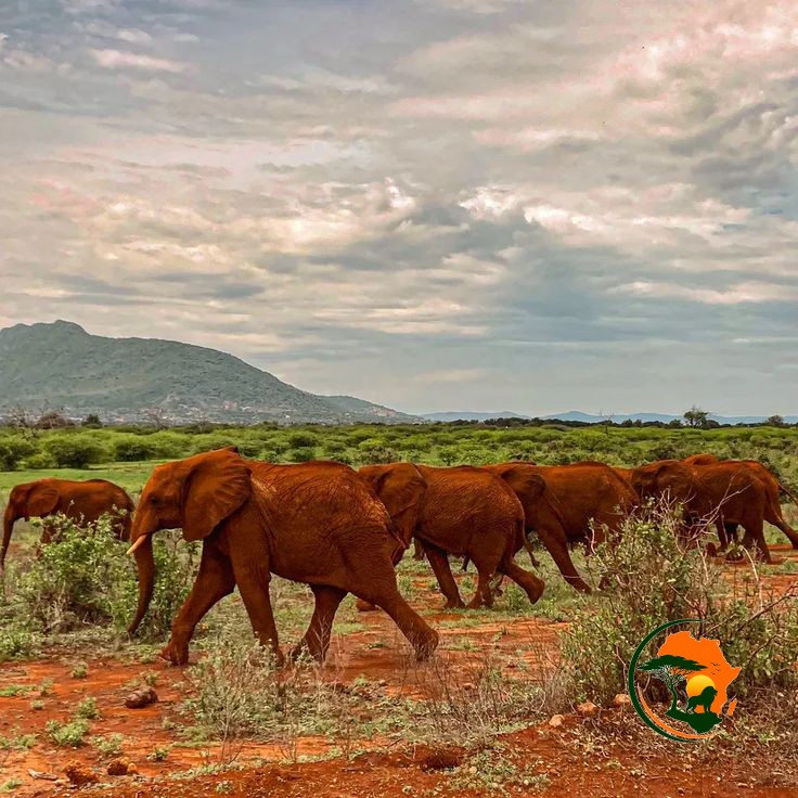 7 Days Diani Beach & Tsavo Safari Escape – Bush to Ocean 