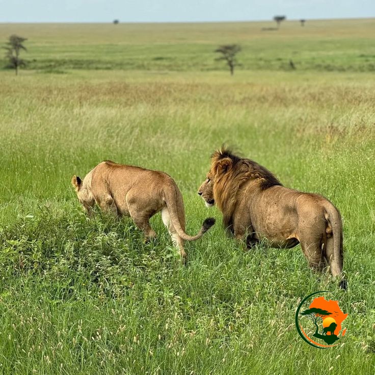 5 Days Maasai Mara & Amboseli Safari – Kenya 