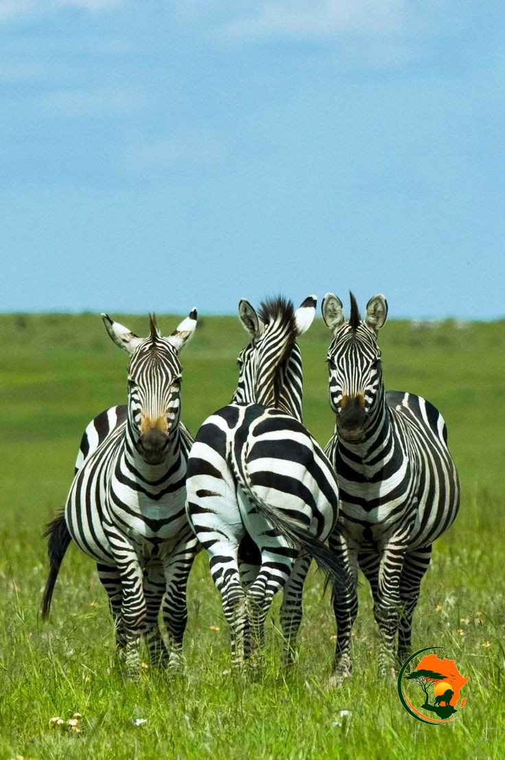  5 Days Mikumi & Zanzibar Escape – Tanzania