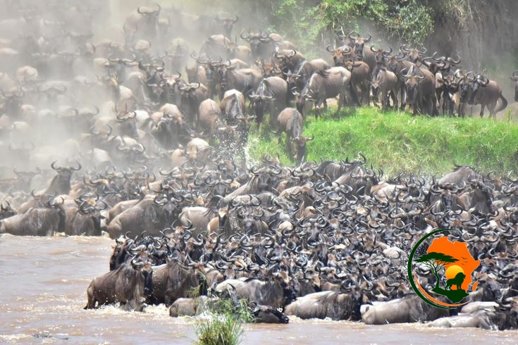 7 Days Great Migration & Wildlife Safari – Maasai Mara (Kenya) & Serengeti (Tanzania)