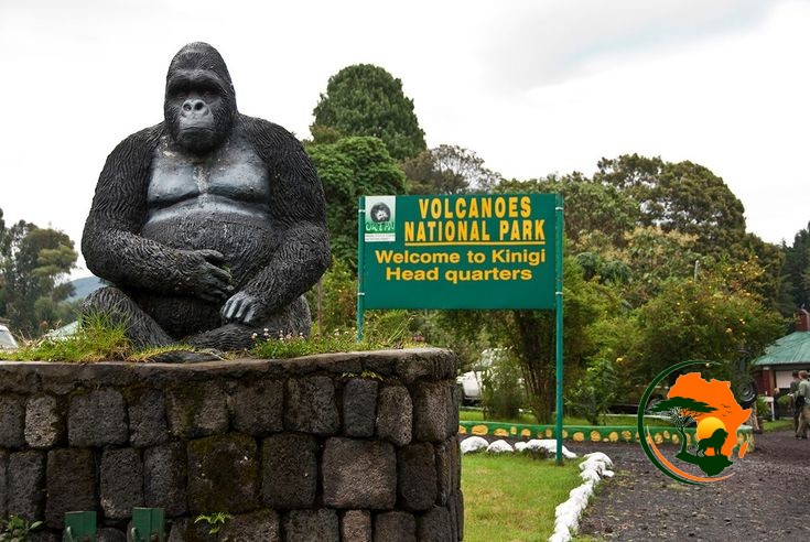  3 Days Gorilla Trekking Safari (Rwanda) Volcanoes National Park – Rwanda