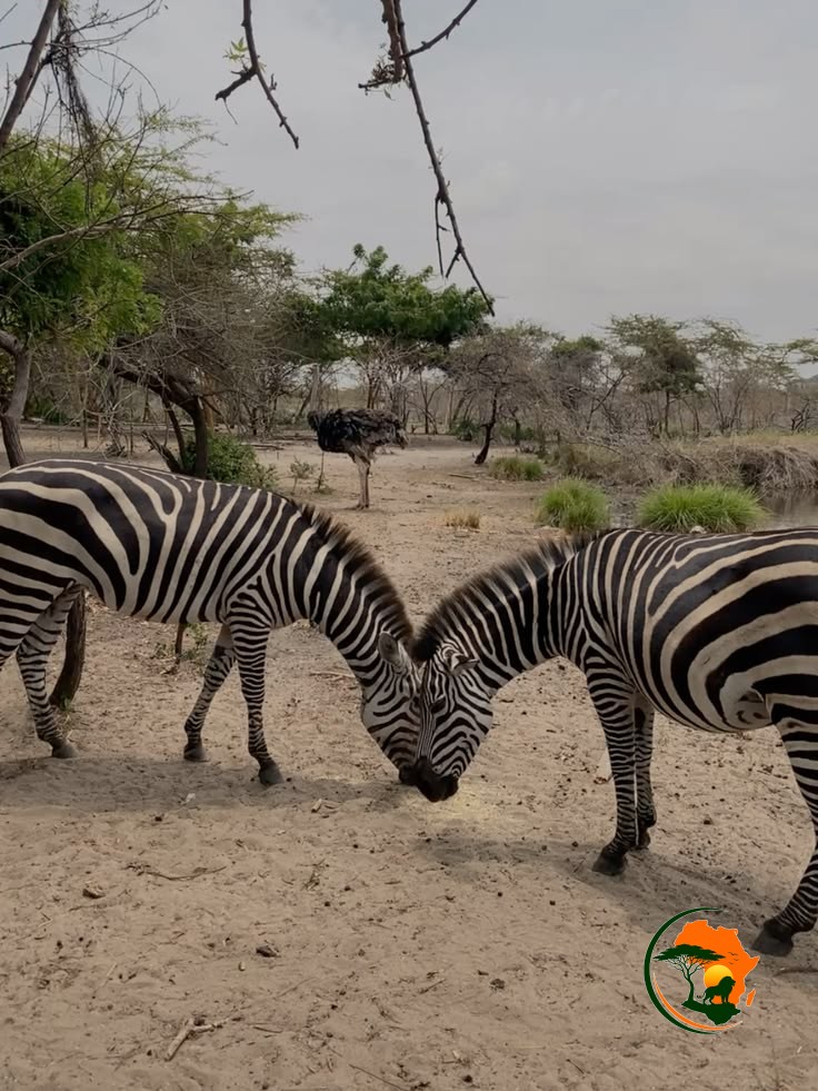 4 Days Magical Adventure to Manyara, Ngorongoro & Serengeti