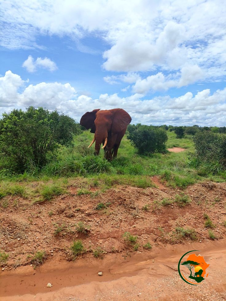 2 Days Tsavo East & West Lodge Safari from Mombasa