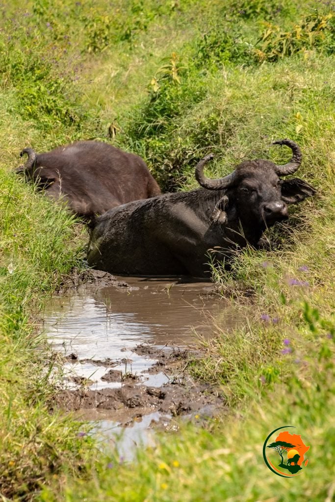 10 Days Kenya Big Five Classic Safari Adventure
