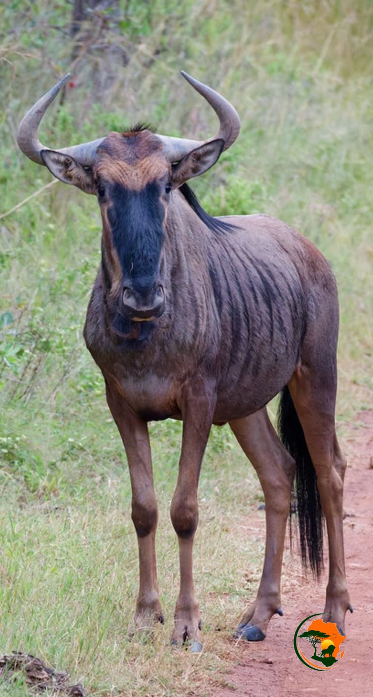 Animals In Maasai Mara