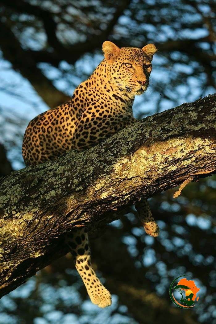 The spotted shadow of the Mara