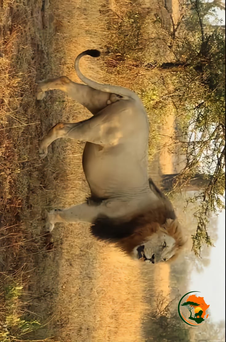 The king of the jungle