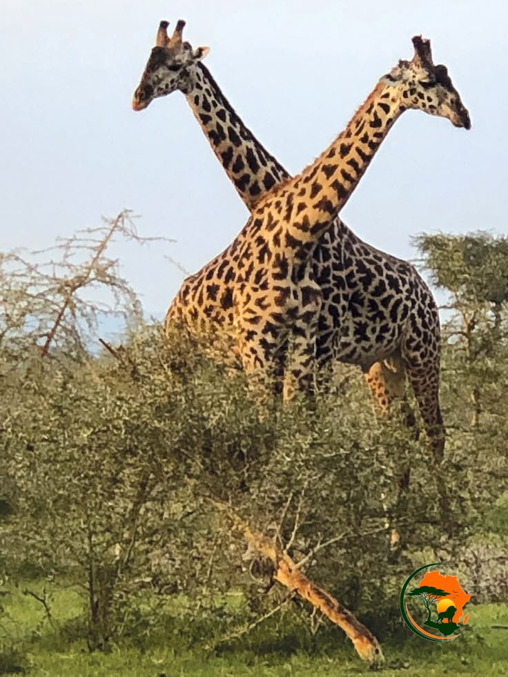 Tallest in the wilderness