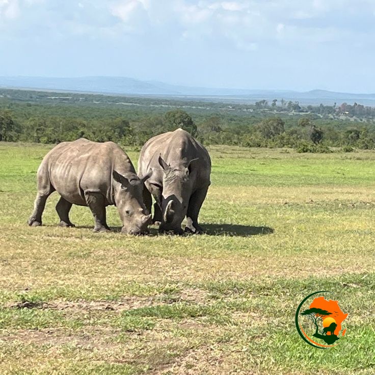 Rhinos of Lake Nakuru